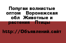 Попугаи волнистые оптом - Воронежская обл. Животные и растения » Птицы   